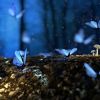 butterfly 2049567
