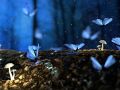 butterfly 2049567