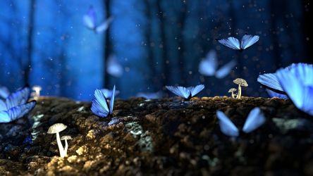 butterfly 2049567