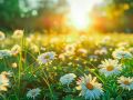 gentle music calms the nervous